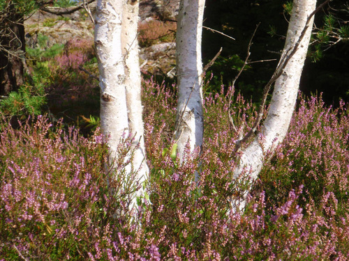 Heather and Birch.
